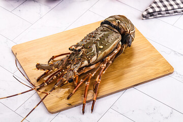 Raw wild fresh spiny lobster