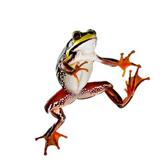 a jumping happy frog Isolated on white transparent background