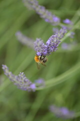 bumblebee on lavender