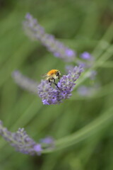 bumblebee on lavender