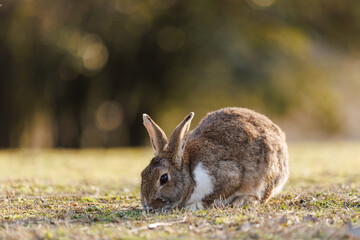 Wild Rabbit Resting Peacefully on Mossy Ground in Soft Natural Light Outdoors.