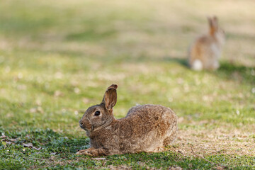 Wild Rabbit Resting Peacefully on Mossy Ground in Soft Natural Light Outdoors.