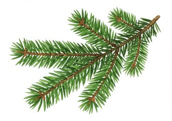A single fir branch with many needles is isolated against a white background in a studio shot