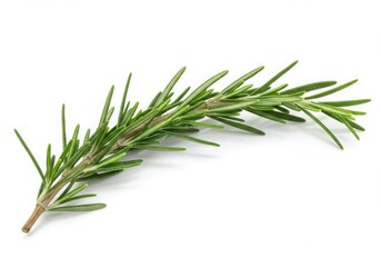 Fototapeta premium A single sprig of fresh rosemary with needle like leaves against a white background in a studio shot