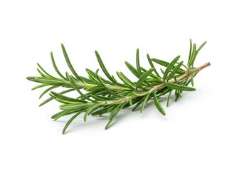 Fototapeta premium Isolated sprig of fresh rosemary with green leaves on a plain white surface in a studio shot
