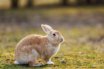 Wild Rabbit Resting Peacefully on Mossy Ground in Soft Natural Light Outdoors.