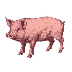 Fototapeta premium pig illustration png