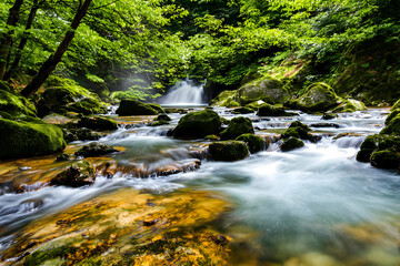 Obraz premium Flowing River Through Lush Green Forest with Mossy Rocks Landscape