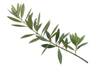 Obraz premium A single olive branch with green leaves isolated against a clean white background in a studio shot
