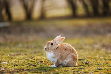 Wild Rabbit Resting Peacefully on Mossy Ground in Soft Natural Light Outdoors.