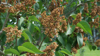 Bush of brown wilting lilac after flowering. Gardening chores, pruning time. The concept of the...