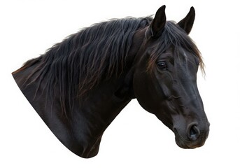 A close up of a dark horse head with a flowing mane isolated on a white plain background image view