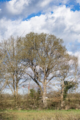 Paysage de la campagne de Pornic Loire atlantique France