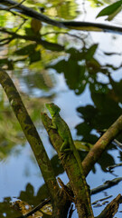 Female Green Basilisk in Tortuguero, Costa Rica (March 2008)