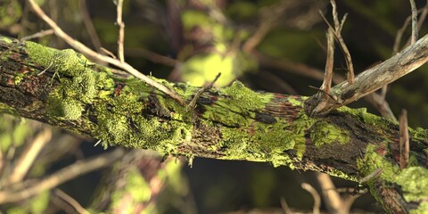 Moss Covered Branch Close Up Detailed Nature Scene with Lichen and Texture
