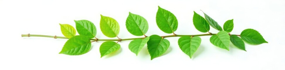 Isolated branch with green leaves on white background, foliage, leafy greens, nature