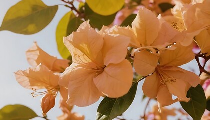 Blooming Bougainvillea Flowers with Peach Tone and Green Leaves