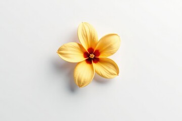 Fototapeta premium Isolated flower against bright white background, flower, pure, floral