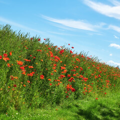 Poppies, outdoor field and natural garden in countryside, sustainable environment and flowers. Plants, meadow and eco friendly flora on weekend in Denmark, earth and bush for botanical papaveraceae