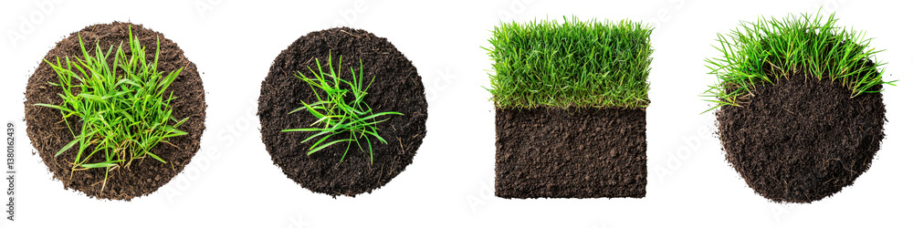 Poster close up view of grass seedlings emerging from soil in various stages of growth showcasing the natur