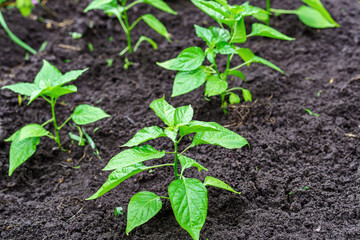 Pepper seedlings growing in soil