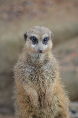 Fototapeta premium meerkat on guard