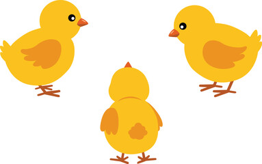 Set of three adorable yellow chicks
