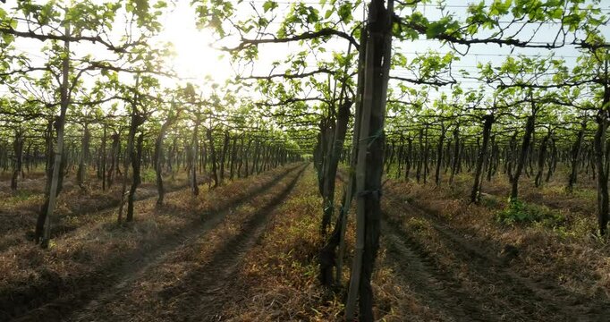 fast moving video of Vineyard Illuminated by Sunlight in Serene Countryside Setting. Sunrays peaks through the aligned rows of grapevines in vineyard. farming, agriculture