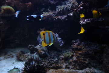 Exotic fish underwater