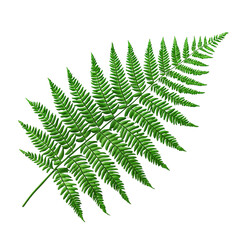 fern frond vector illustration on white background