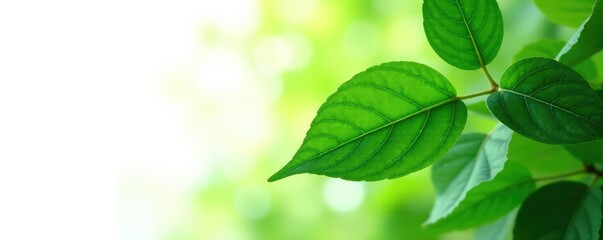 Leafy green foliage isolated on white background, background, leaf