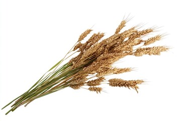 Wheat stalks bunch, golden ripe grains