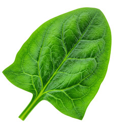 Close-up of vibrant green spinach leaf, isolated on a transparent background.  Shows leaf texture and detail, representing freshness, health, and nature, ideal for food or health concepts png image