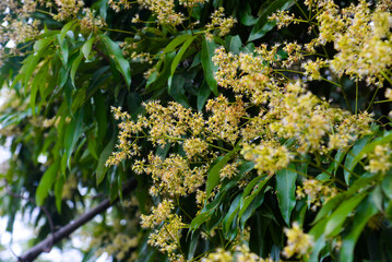 Spring blooming lychee / nectar on lychee flower