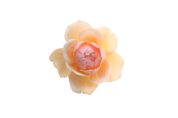 Beautiful rose flower in coral color view from top. Isolated on white background.
