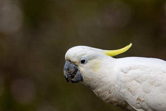 Adult Cockatoo has lunch of seeds at our garden