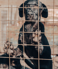 black mongrel puppy came paws on the lattice