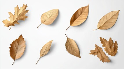 Obraz premium Collection of dried, golden leaves arranged on a white background, perfect for autumn-themed designs.