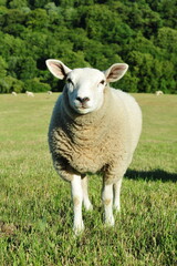 Fototapeta premium Portrait of a white woolly sheep in a green farmland field