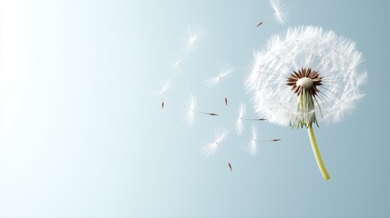 Dandelion seed head with seeds blowing away in the wind against a soft blue background.