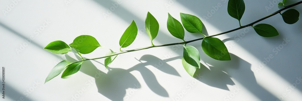Poster fresh green spring leaves create soft shadows against a white background for a clean botanical layou