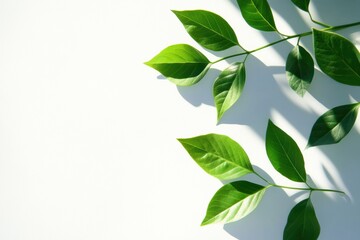 Fresh green leaves casting soft shadows create a serene botanical layout on a clean white background for spring decor