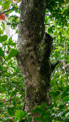 a close up of a bat resting on a tree