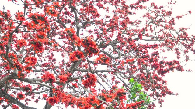 A breathtaking view of the Bombax Ceiba tree in full bloom, adorned with striking red flowers against a natural backdrop. The vibrant blossoms stand out, creating a mesmerizing display of nature&rsquo;s bea