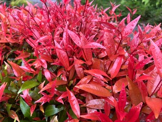 Vibrant Red Foliage Glowing After Rainfall
