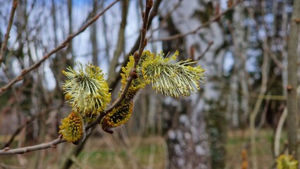 Salix caprea, commonly known as goat willow or pussy willow, blooms in early spring with soft, silvery catkins. These distinctive, furry flowers are a popular symbol of renewal and are crucial for ear