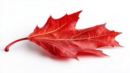 Close-up of single red maple leaf on clean white background with vivid veins and natural textures ideal for Canada Day designs, patriotic visuals, and minimalist product mockups