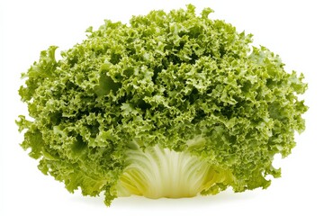 A large head of crisp iceberg lettuce, light green and dense, isolated on white