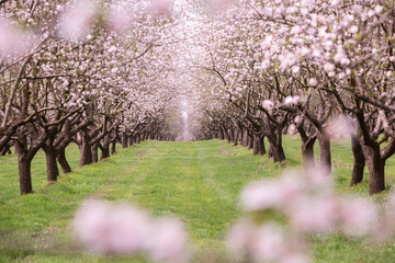 Blossoming almond orchard. Beautiful trees with pink flowers blooming in spring in Europe. Almond blossom.