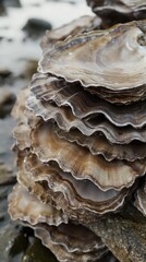 A close-up arrangement of oysters with visible layers of rich brown, beige, and gray shells, stacked on top of each other, with the backdrop being a wet, rocky shore